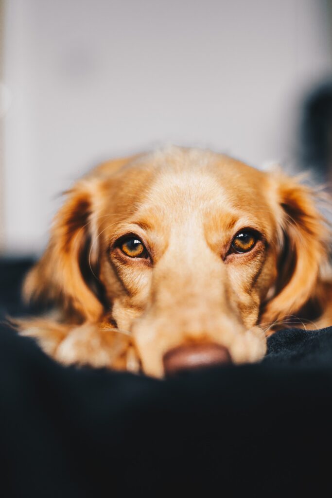 dog