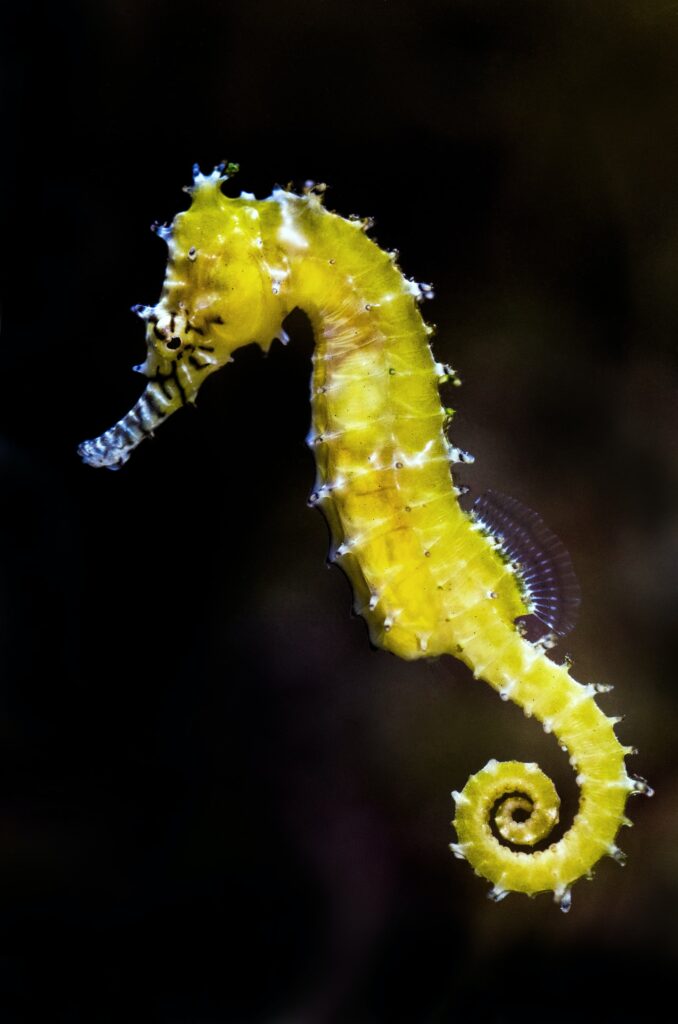 marine horse