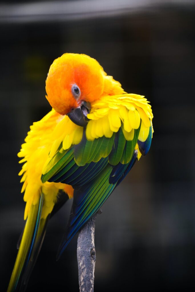 bird