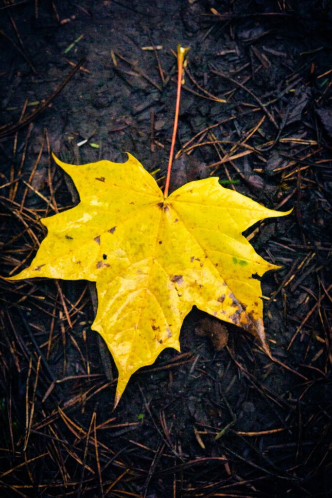 leaf