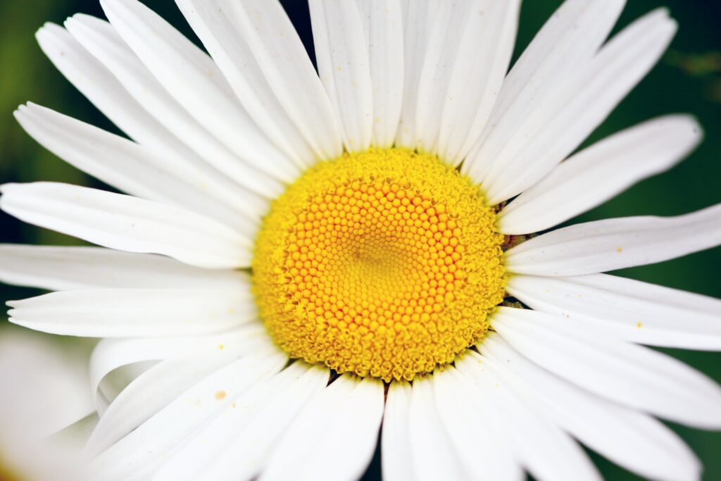 daisy